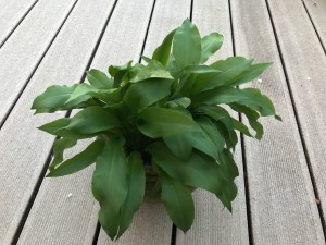 Ramson (or Wild Garlic)