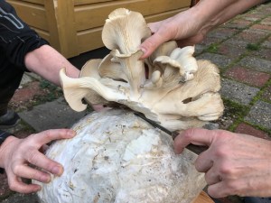 Harvesting oyster mushrooms © cadwu