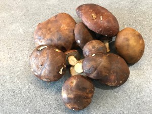 Bay Boletes © cadwu