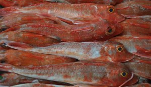 Tub_gurnard © Vincent van Zeijst