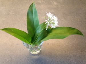 Leaves and Flower of Ramson © cadwu
