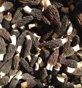 Fresh Morels © cadwu