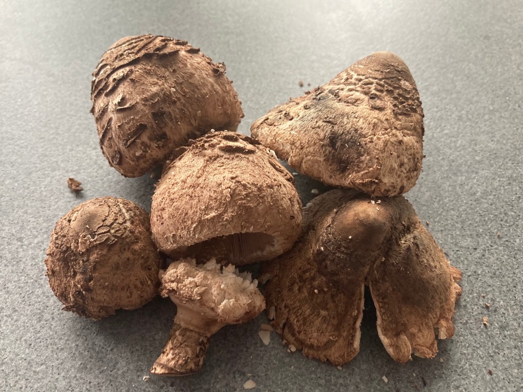 Young Parasol Mushrooms ©cadwu