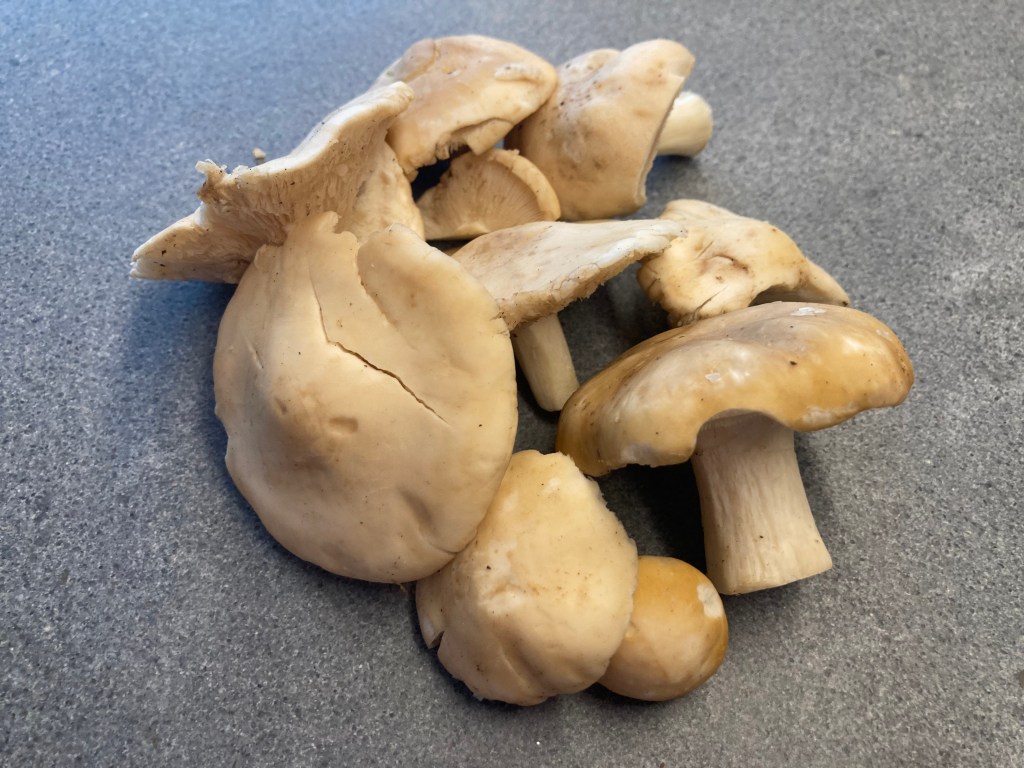 Saint George's Mushroom ©cadwu