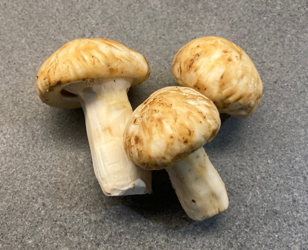 Cleaned Matsutake ©cadwu
