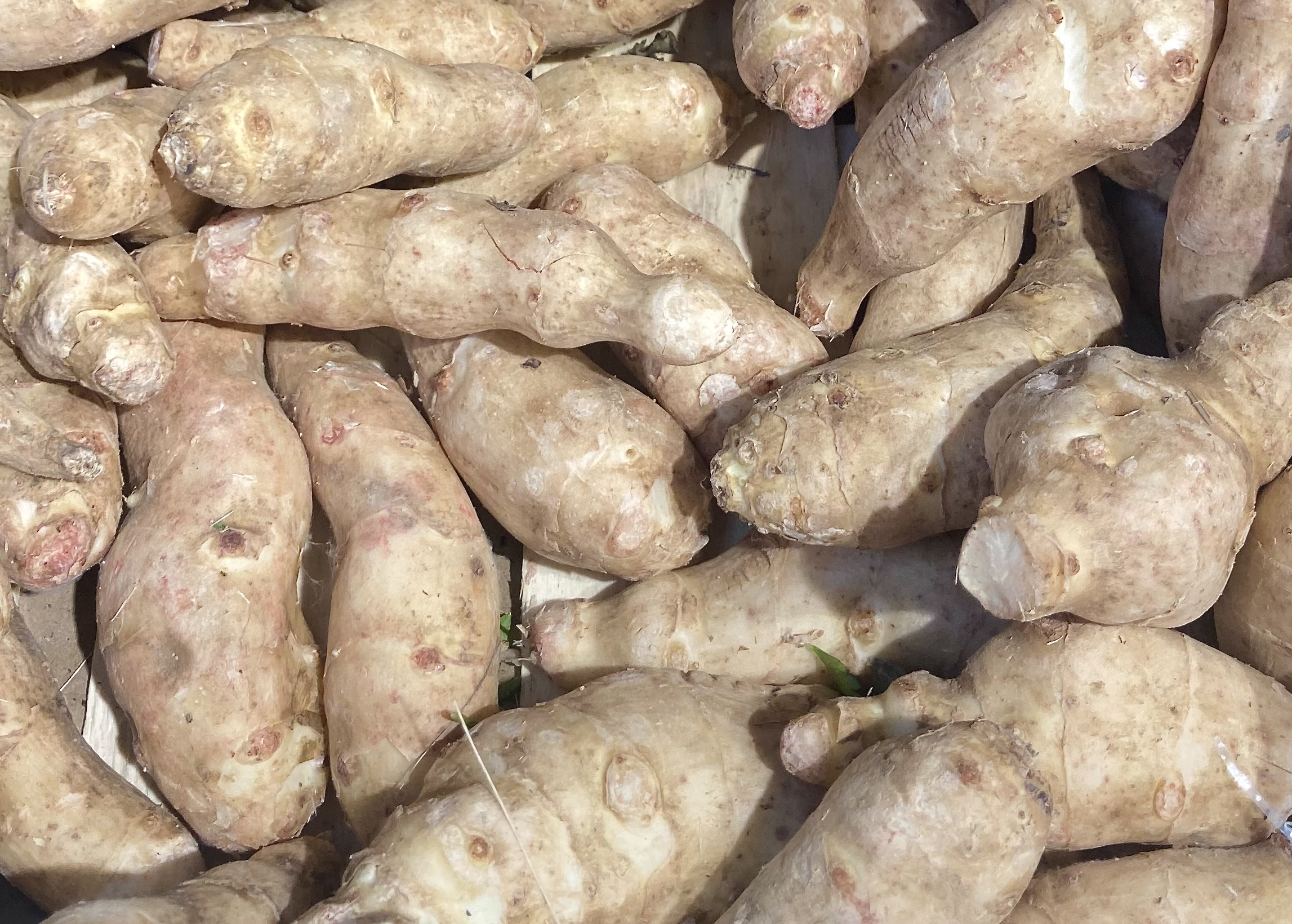 Helianthus Roots ©cadwu