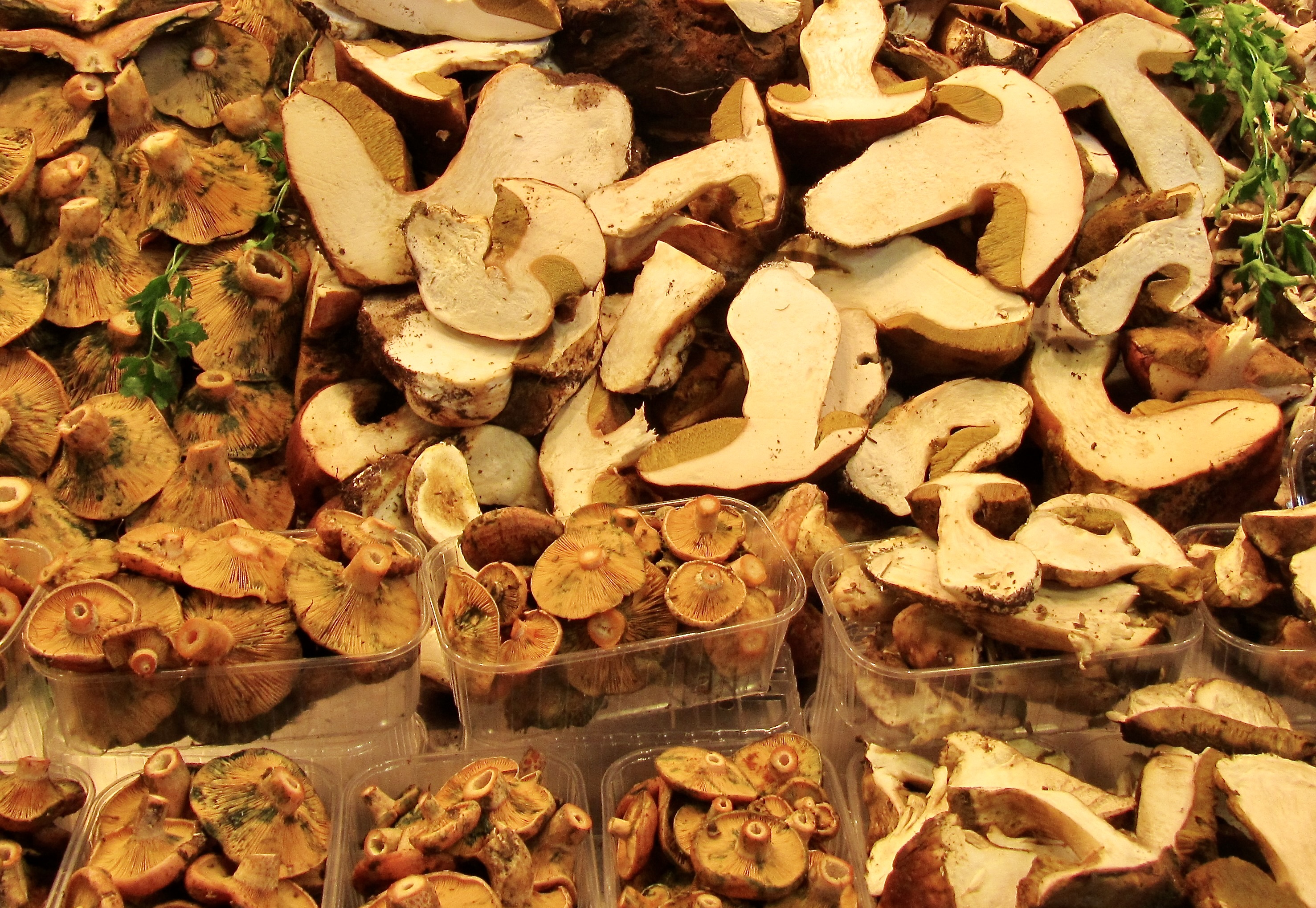 Mushrooms for Ketchup or Catsup ©cadwu