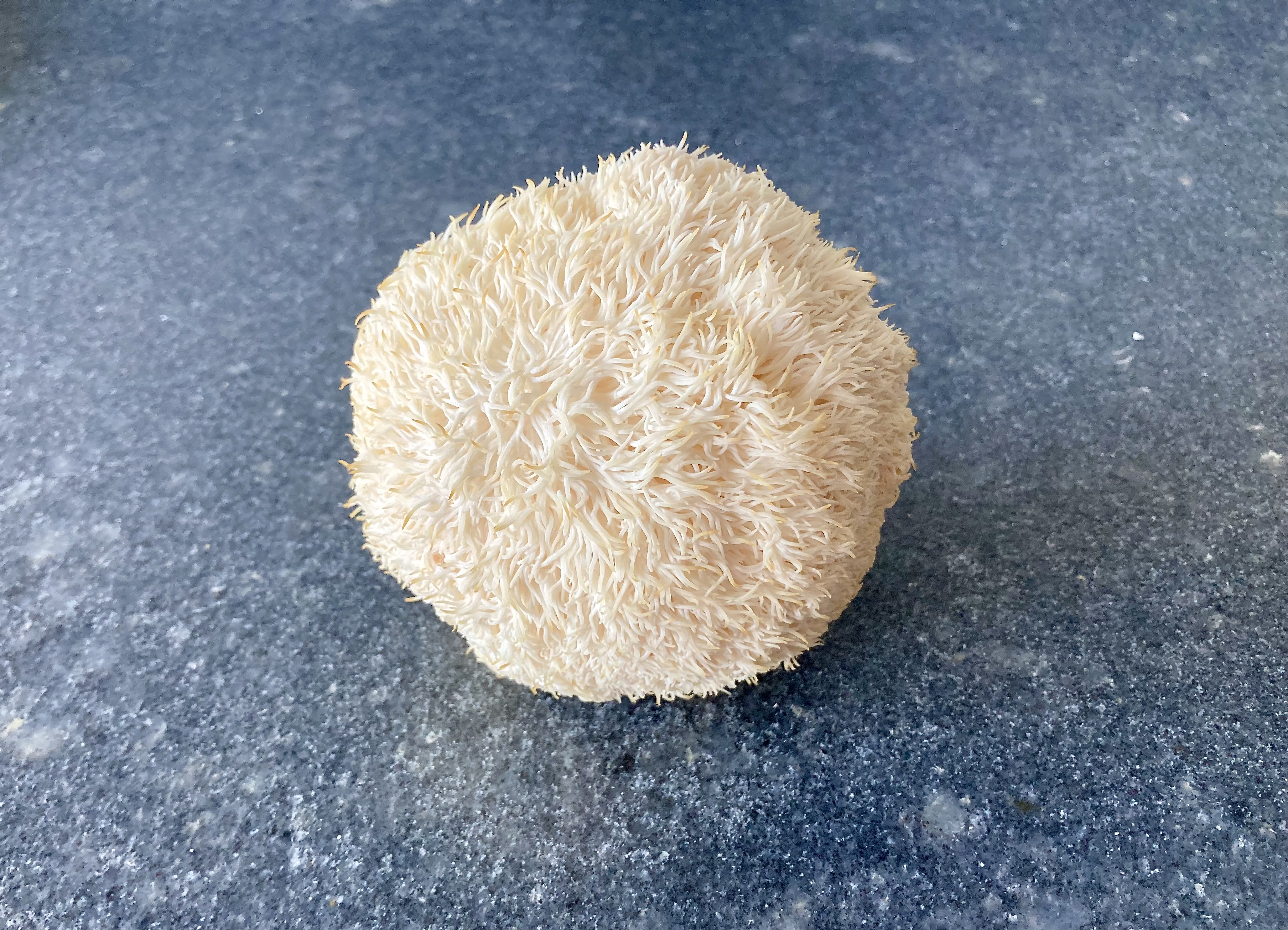 Lion's Mane Mushroom ©cadwu