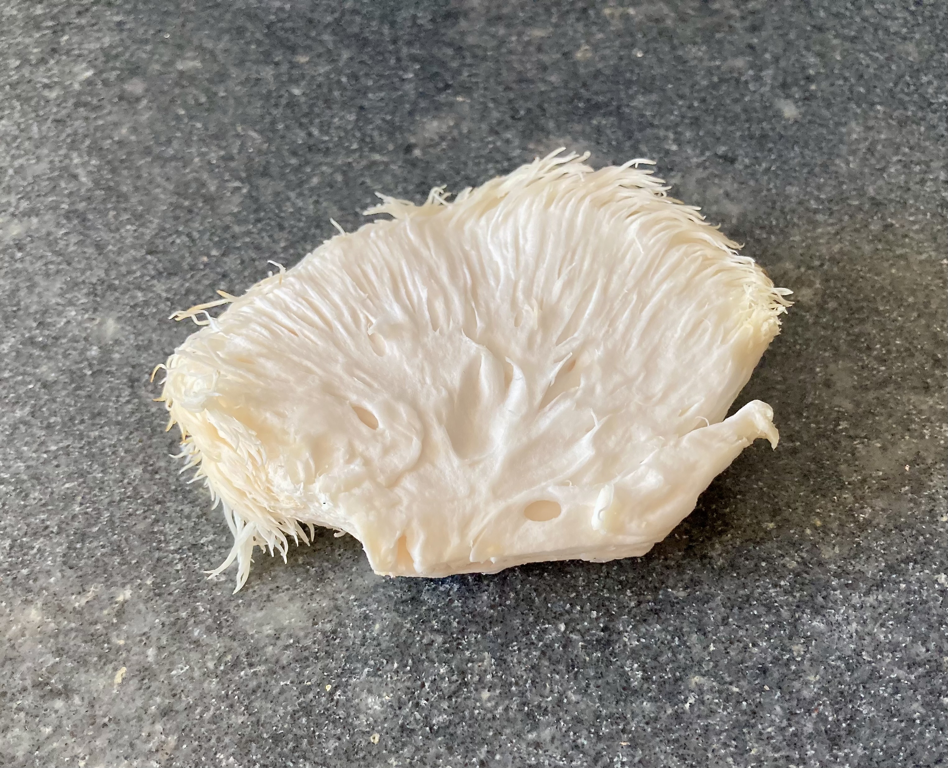 Slice of Lion's Mane Mushroom ©cadwu