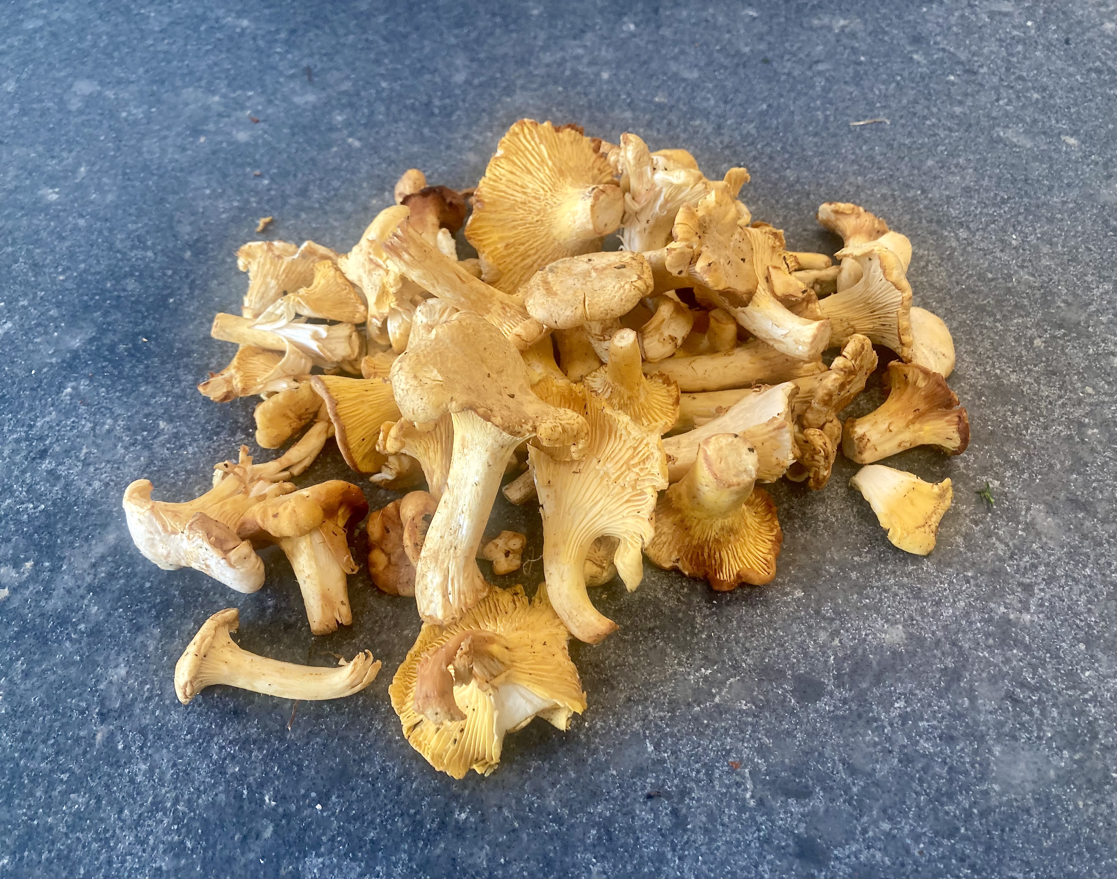 Golden or Yellow Chanterelle ©cadwu
