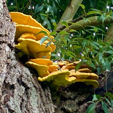 Chicken of the Woods ©cadwu