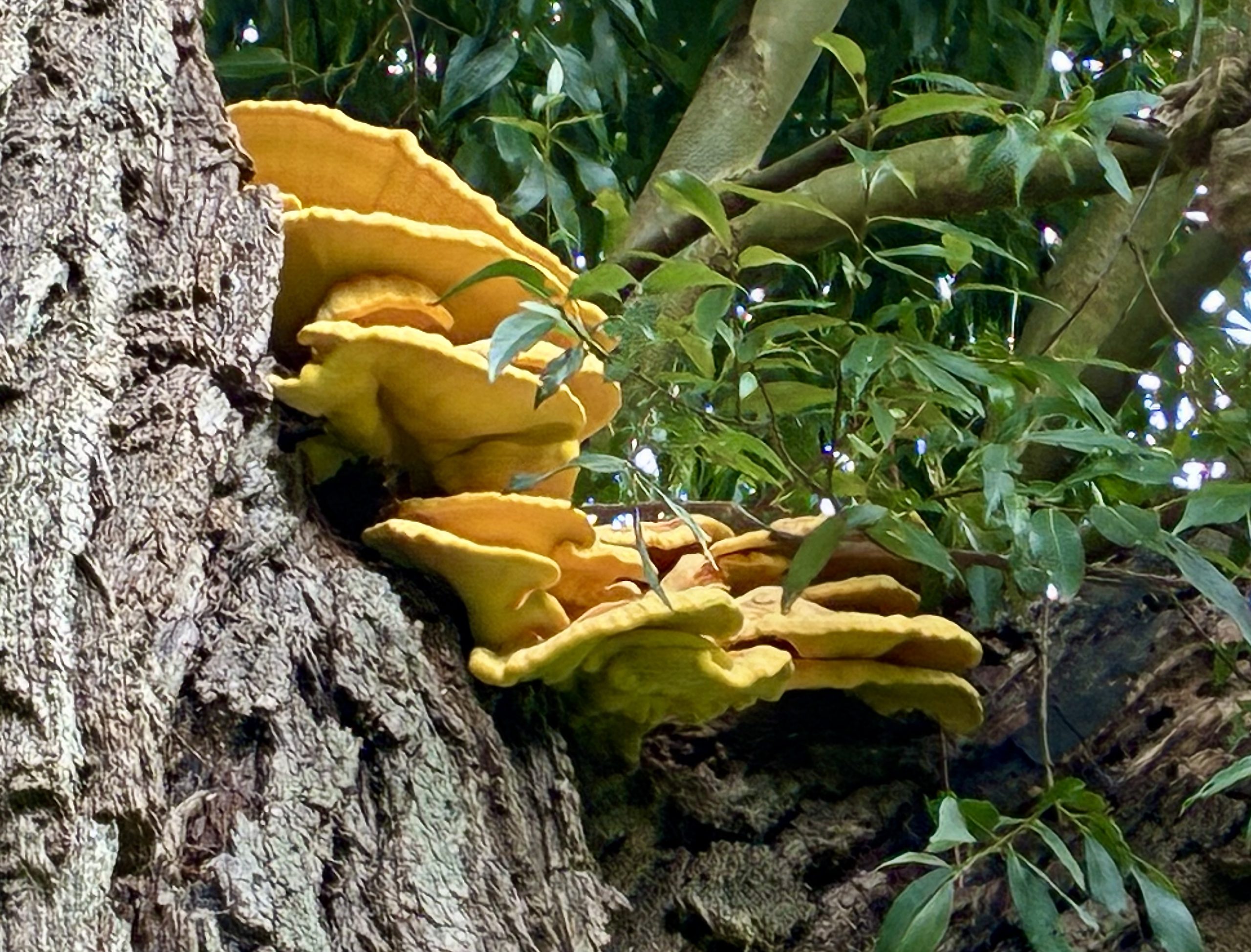 Chicken of the Woods ©cadwu